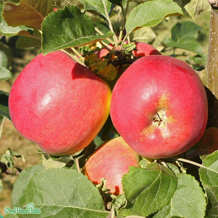 Malus domestica 'Eva-Lotta' MM111 Stam 2-års A-kval  Co
