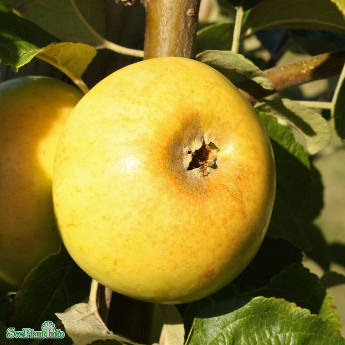 Malus domestica 'Oranie' E A2 Ompl. 5-6 år K