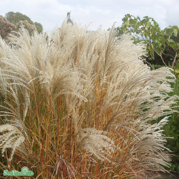 Miscanthus sinensis 'Kleine Fontäne' A-kval C6