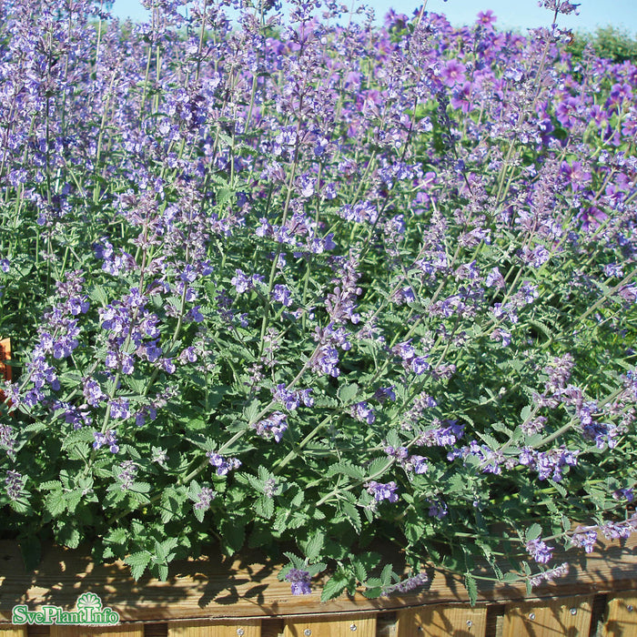 Nepeta faassenii 'Walker's Low' A-kval