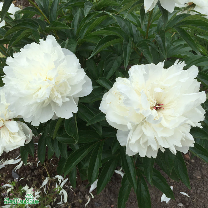 Paeonia lactiflora 'Shirley Temple' A-kval C2