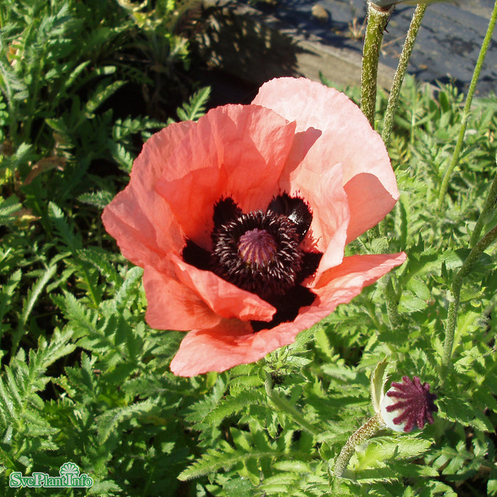 Papaver orientale 'Princess Viktoria Louise' A-kval