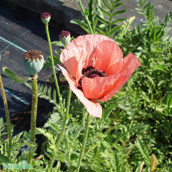 Papaver orientale 'Princess Viktoria Louise' A-kval