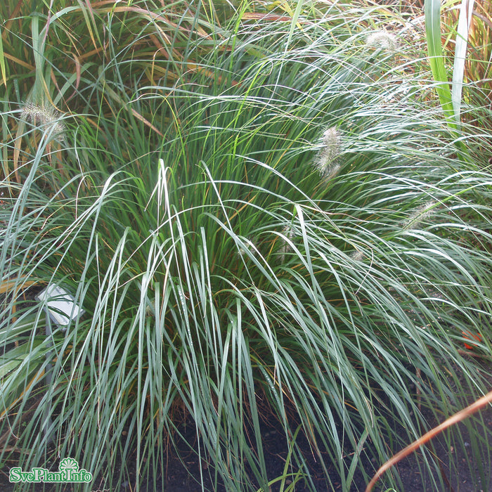 Pennisetum alopecuroides 'Hameln' C15 XXL
