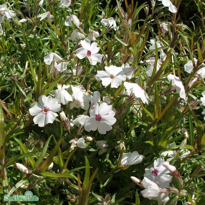 Phlox subulata 'Amazing Grace' A-kval