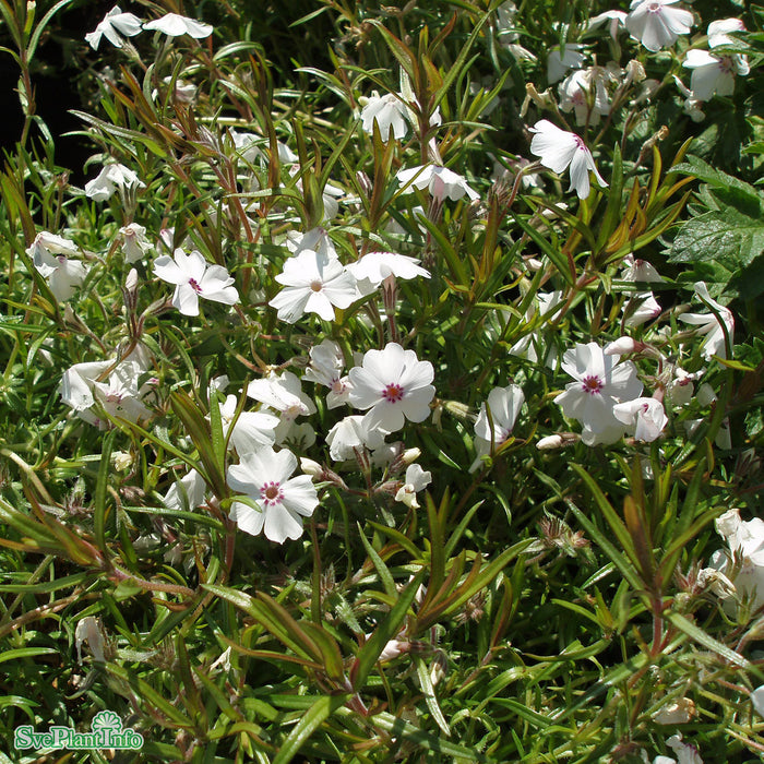 Phlox subulata 'Amazing Grace' A-kval