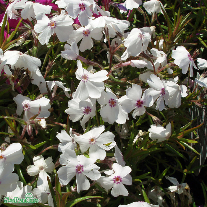 Phlox subulata 'Amazing Grace' A-kval