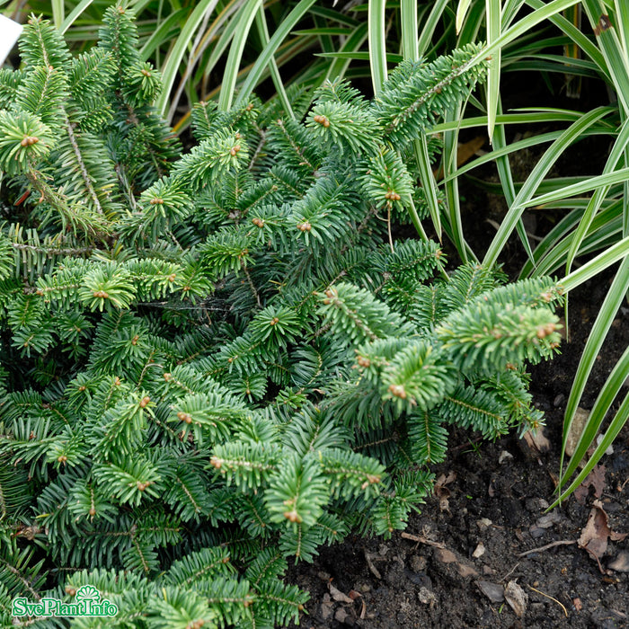 Abies balsamea 'Nana' Solitär Kl 60-70cm