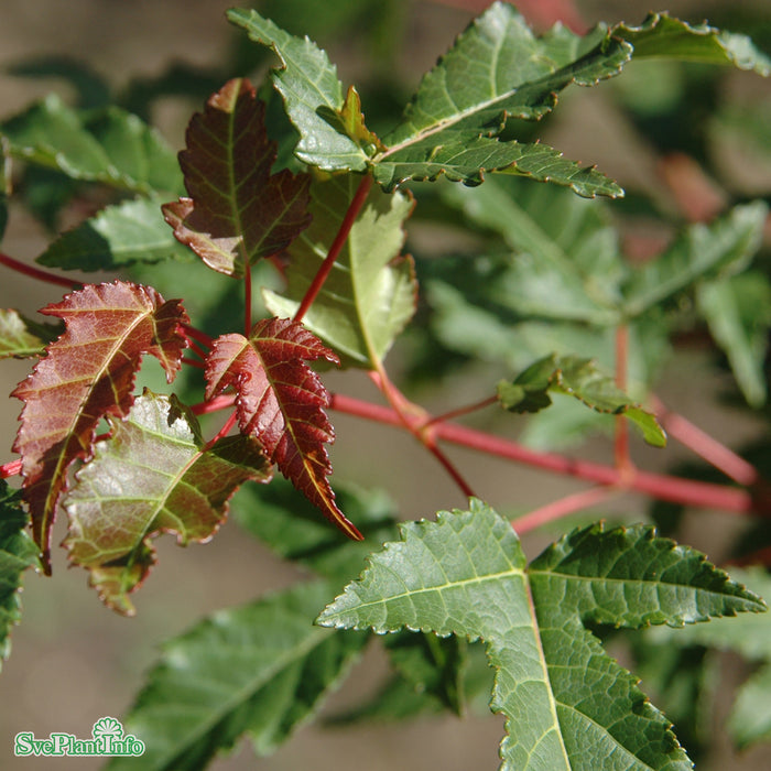 Acer tataricum ssp. ginnala C20 150-200cm