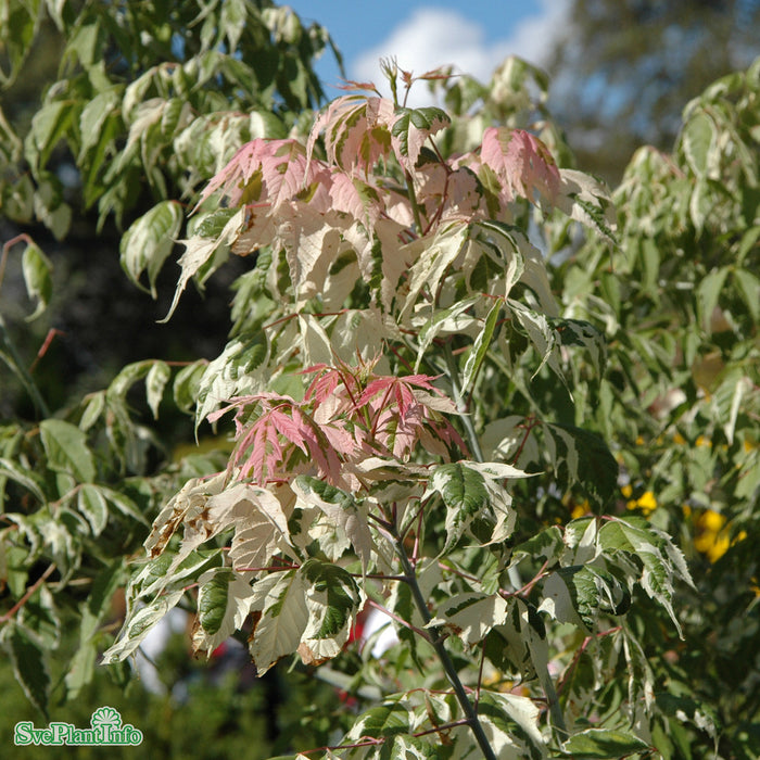 Acer negundo 'Flamingo' Högstam C50 So 12-14