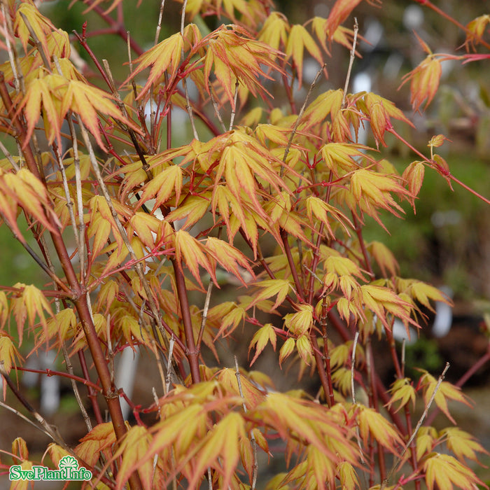 Acer palmatum 'Katsura' C4,5 40-60cm