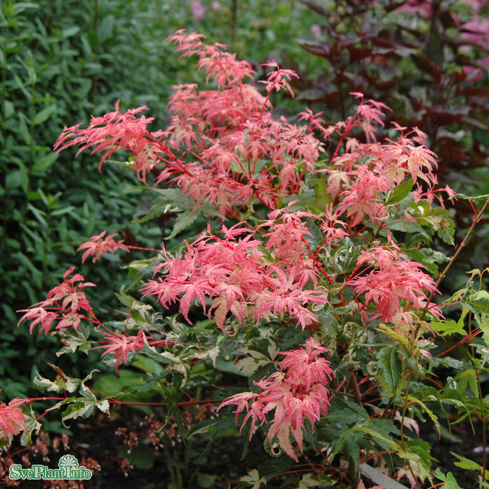 Acer palmatum 'Oridono-nishiki' C15 XXL 100-125cm