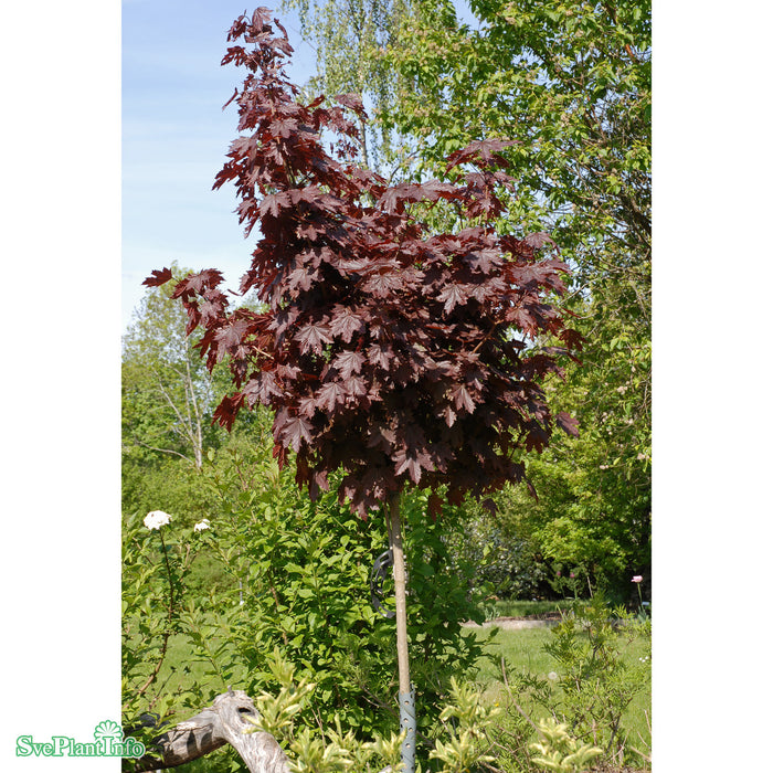 Acer platanoides 'Crimson Sentry' Stam C10 120cm