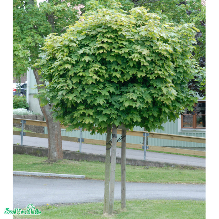 Acer platanoides 'Globosum' Stam C20 180cm
