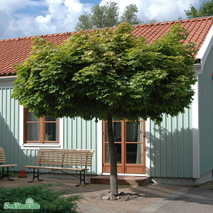 Acer platanoides 'Globosum' Stam C20 200cm