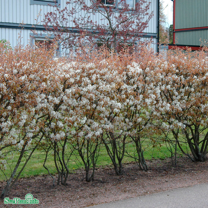 Amelanchier laevis fk 'Bäcklösa' E C3,5