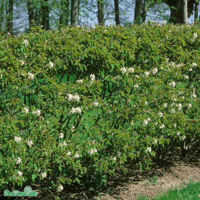 Amelanchier lamarckii C12 100-125cm