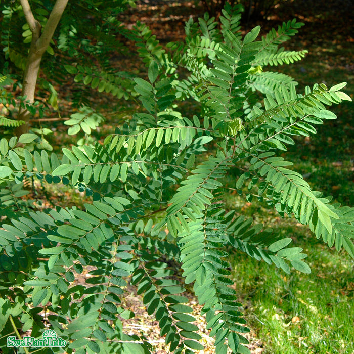 Amorpha fruticosa Busk C3 60-100cm