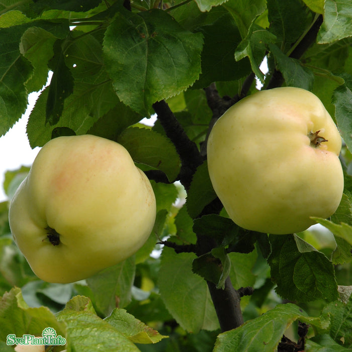 Malus domestica 'Antonovka' A2 Stam 2-års A-kval Co