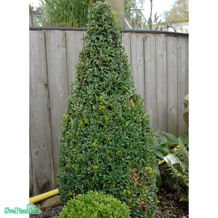 Buxus sempervirens Busk C4,5 40-50cm
