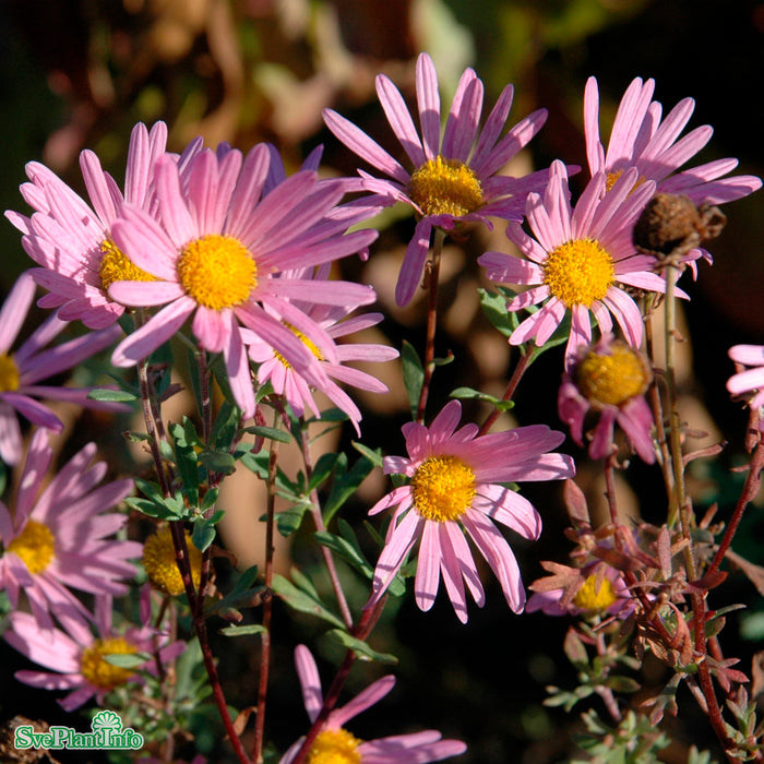 Chrysanthemum zawadskii 'Clara Curtis' A-kval