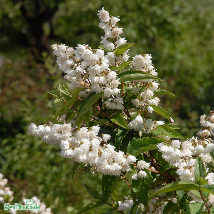 Deutzia x magnifica Solitär C20 150-175cm