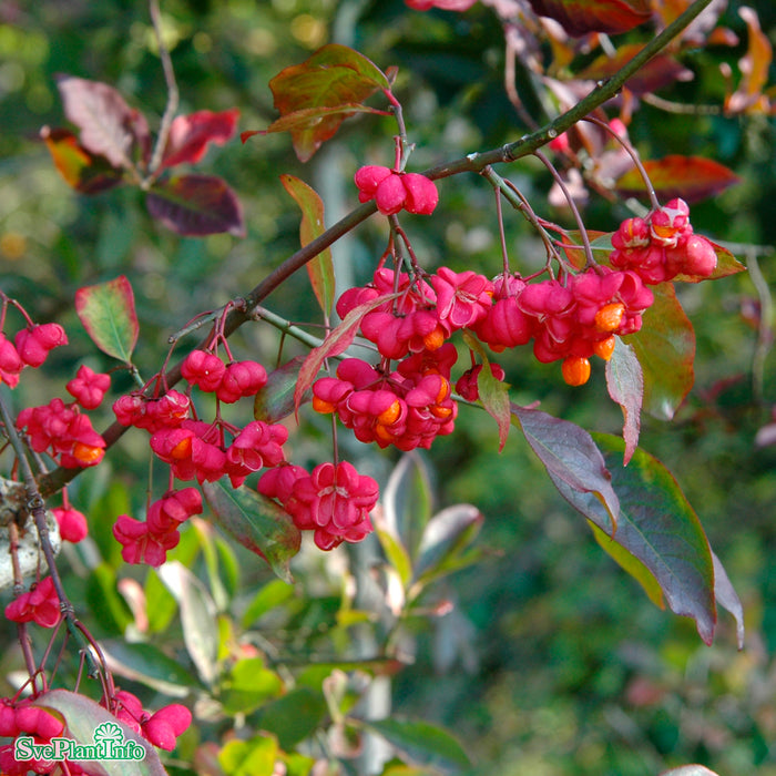 Euonymus europaeus 'Red Cascade' Solitär C12 100-125cm