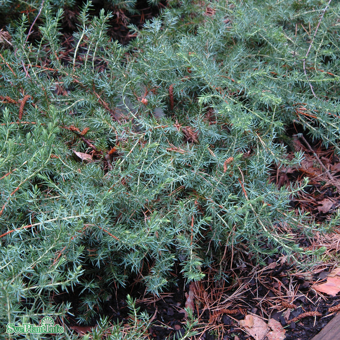 Juniperus rigida ssp. conferta 'Schlager' C3 30-40cm