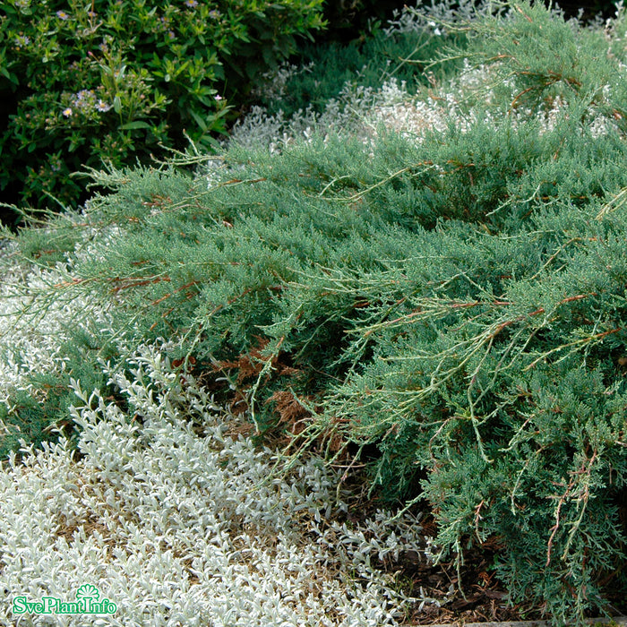 Juniperus virginiana 'Grey Owl' C5 30-40cm