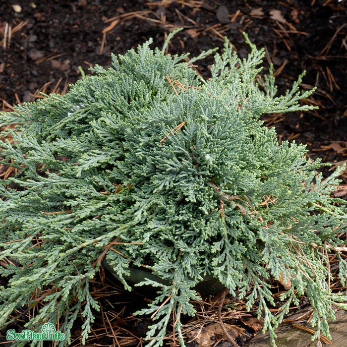 Juniperus horizontalis 'Icee Blue'  C4,6 25-30cm