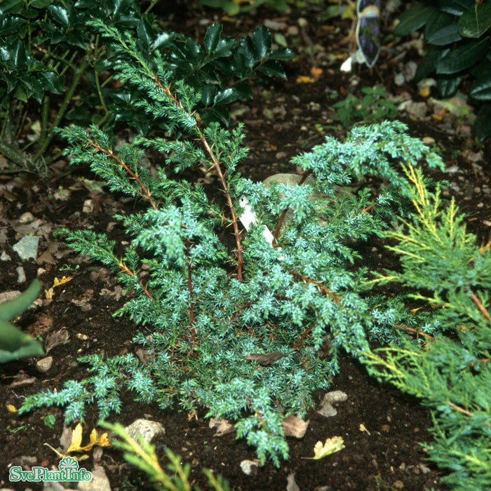 Juniperus chinensis 'Blue Alps' C7,5 40-50cm