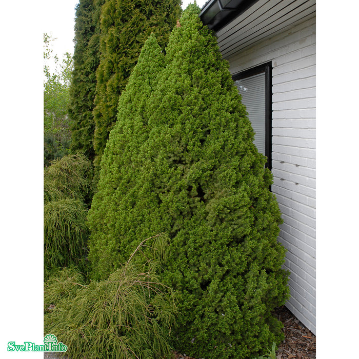 Picea glauca 'Conica' C10 100-110cm