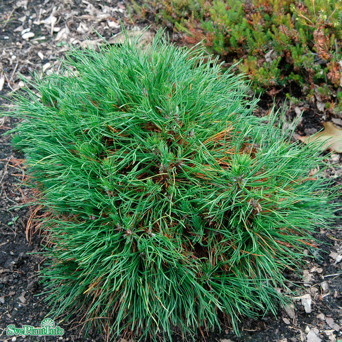 Pinus mugo 'Varella' C 30-40cm