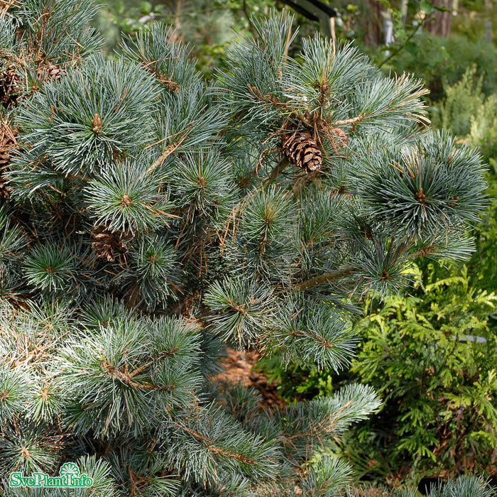 Pinus parviflora 'Negishi' C7,5 50-60cm