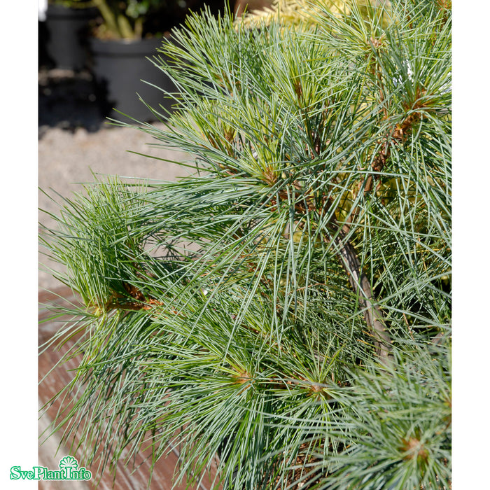 Pinus strobus 'Blue Shag' C10 30-40cm