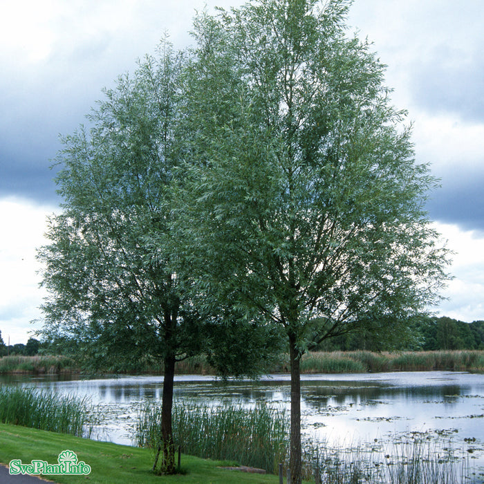 Salix alba var. sericea Ungträd C10 175-200cm