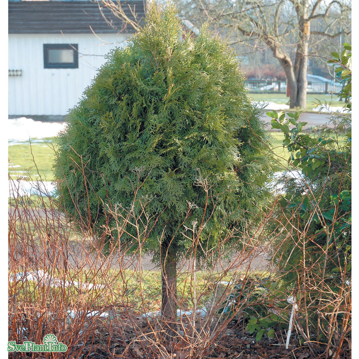 Thuja occidentalis 'Brabant' C20 175-200cm