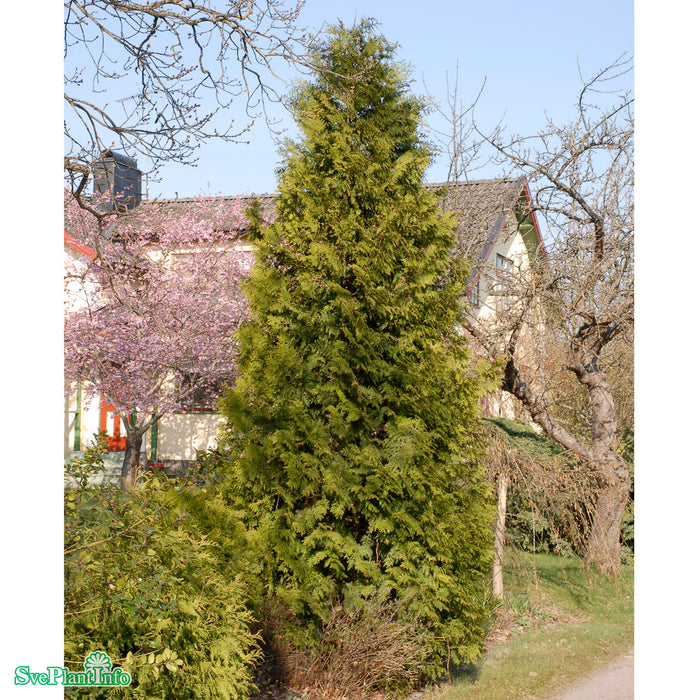 Thuja occidentalis 'Brabant' Stam klotform C90 120cm