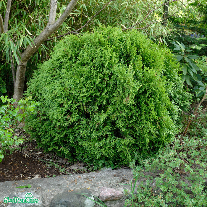 Thuja occidentalis 'Danica' C12 40-50cm