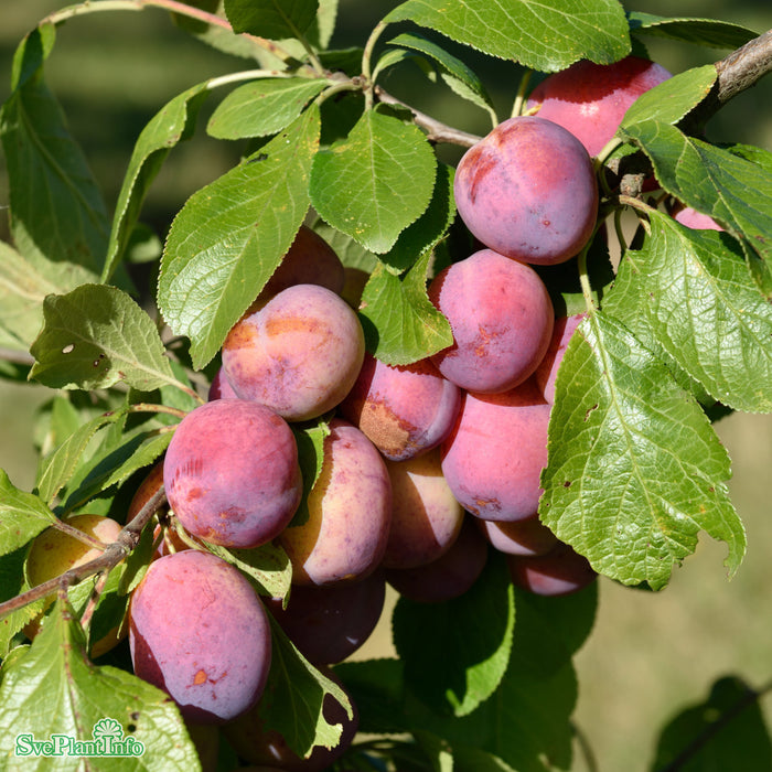 Prunus domestica 'Victoria' E Stam Kl 4 års