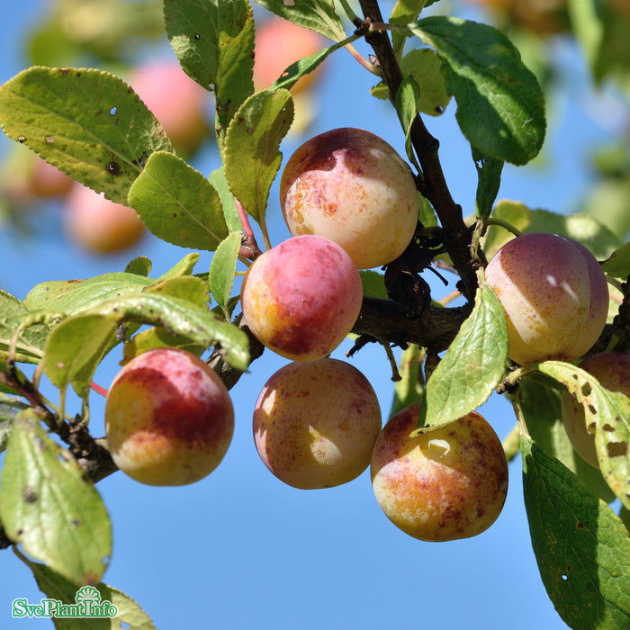 Prunus domestica ssp insitulipifera 'Stor Mirabell' Stulipifera JulA Stam 2-års A-kval Co