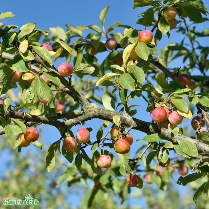 Prunus domestica ssp insitulipifera 'Stor Mirabell' Stulipifera JulA Stam 2-års A-kval Co