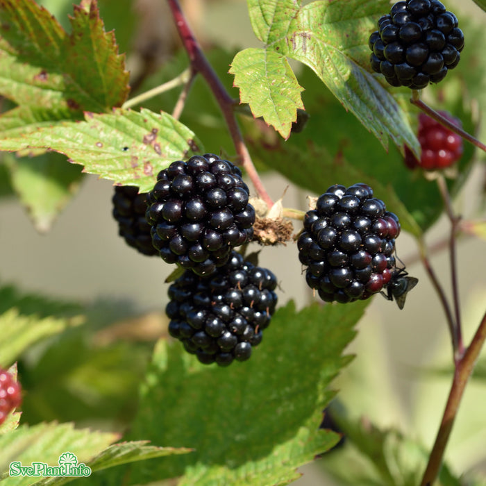 Rubus fruticosus 'Loch Ness' A-kval C3,5