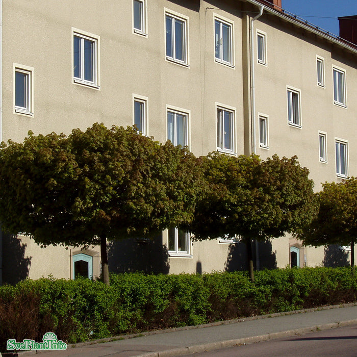 Acer platanoides 'Globosum' Klotform Kl 70-80cm