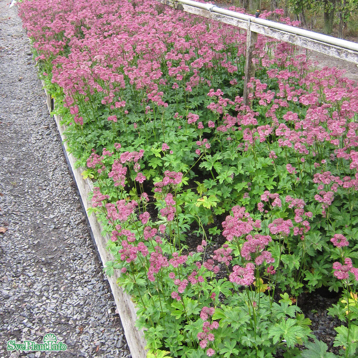 Astrantia major 'Star Of Beauty' A-kval C3