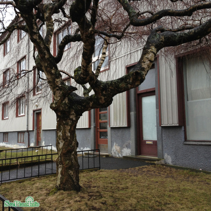 Betula pendula 'Youngii' Stam C30 200cm So 8-10