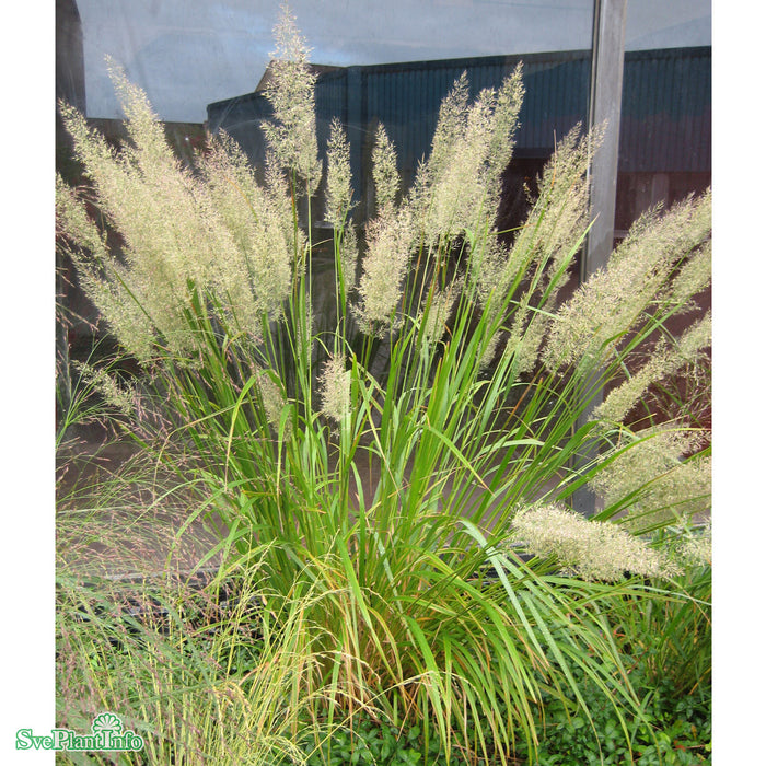 Calamagrostis brachytricha A-kval
