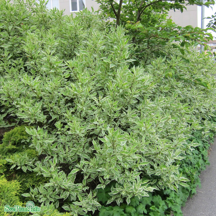 Cornus alba 'Ivory Halo' Busk C5