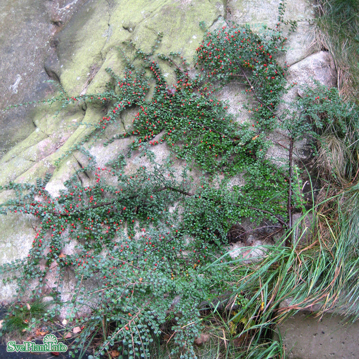 Cotoneaster horizontalis Busk C5