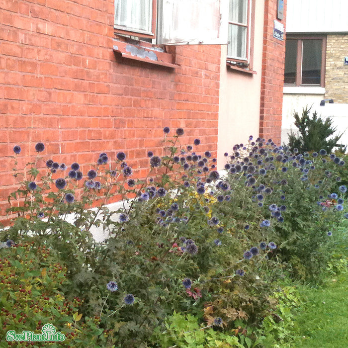 Echinops bannaticus A-kval